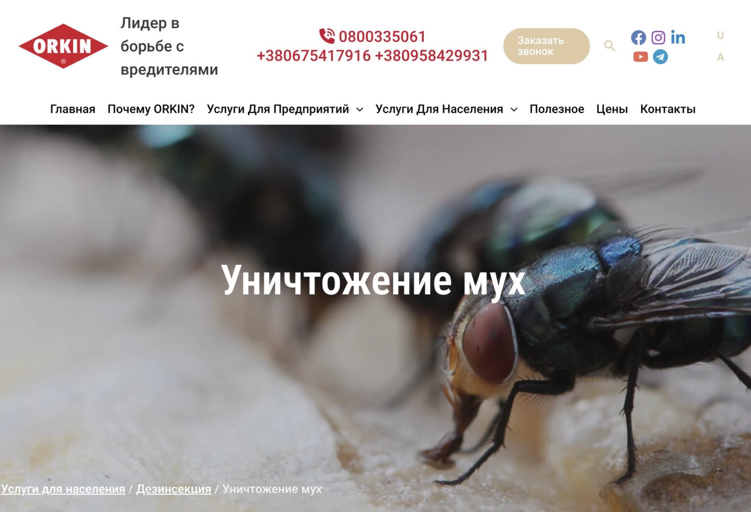 Борьба с Мухами – Уничтожение Мух Специализированной Службой ORKIN