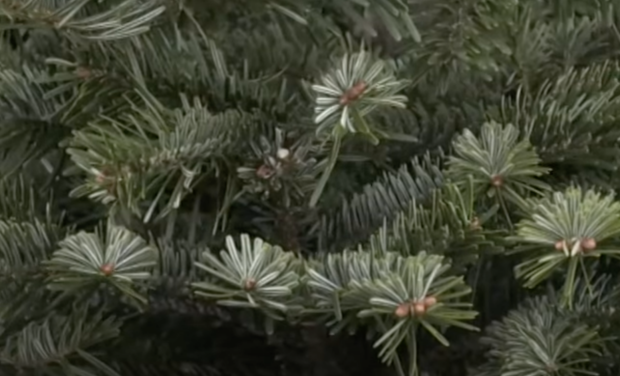 Не будет осыпаться и желтеть: как выбрать елку, чтобы она простояла долго