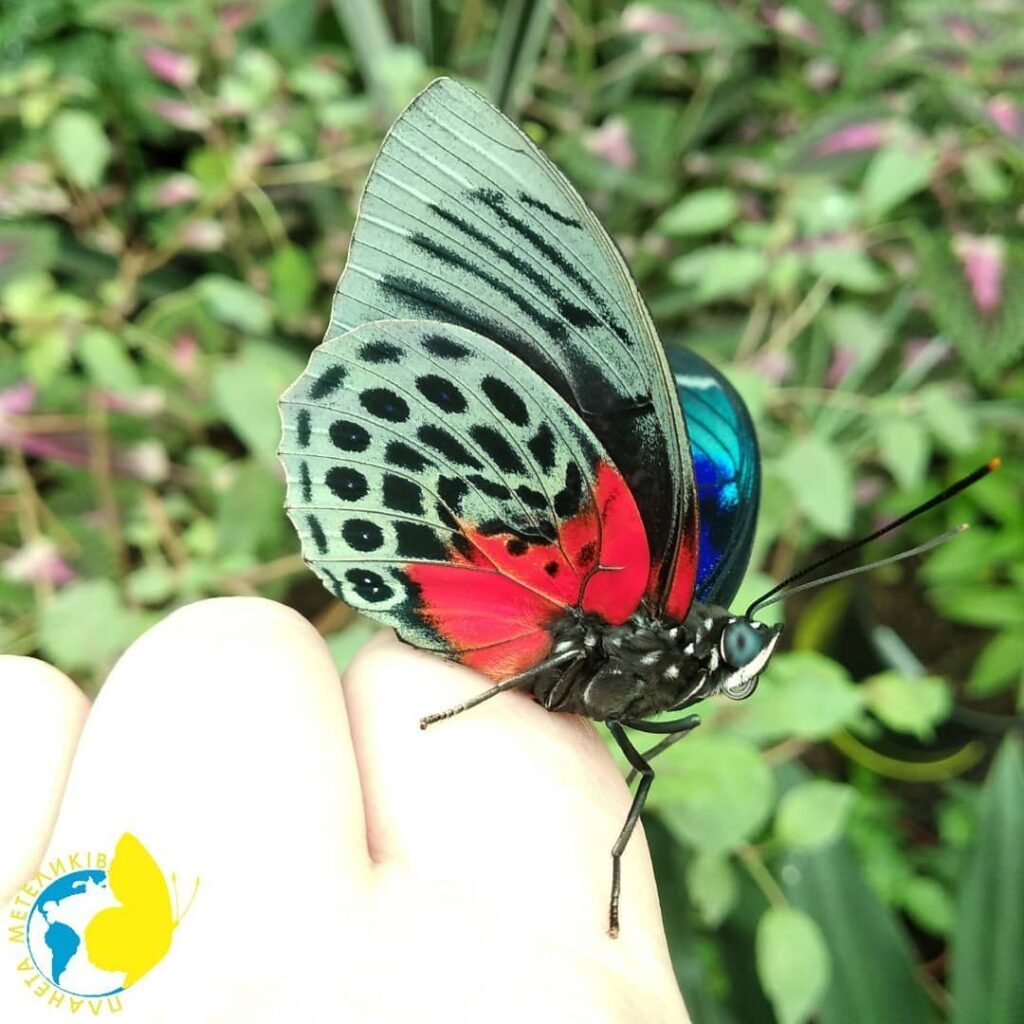 Детская афиша на выходные 25-26 мая: куда сходить с ребенком в Киеве