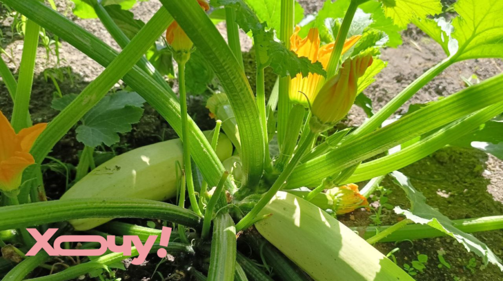 Посадите эти растения возле кабачков – и будете иметь хороший урожай: три лучшие культуры