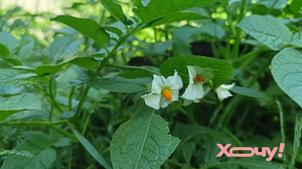 Картофель будет гигантским и будет хорошо сохраняться: ТОП-4 удобрения, которые вносят до начала цветения