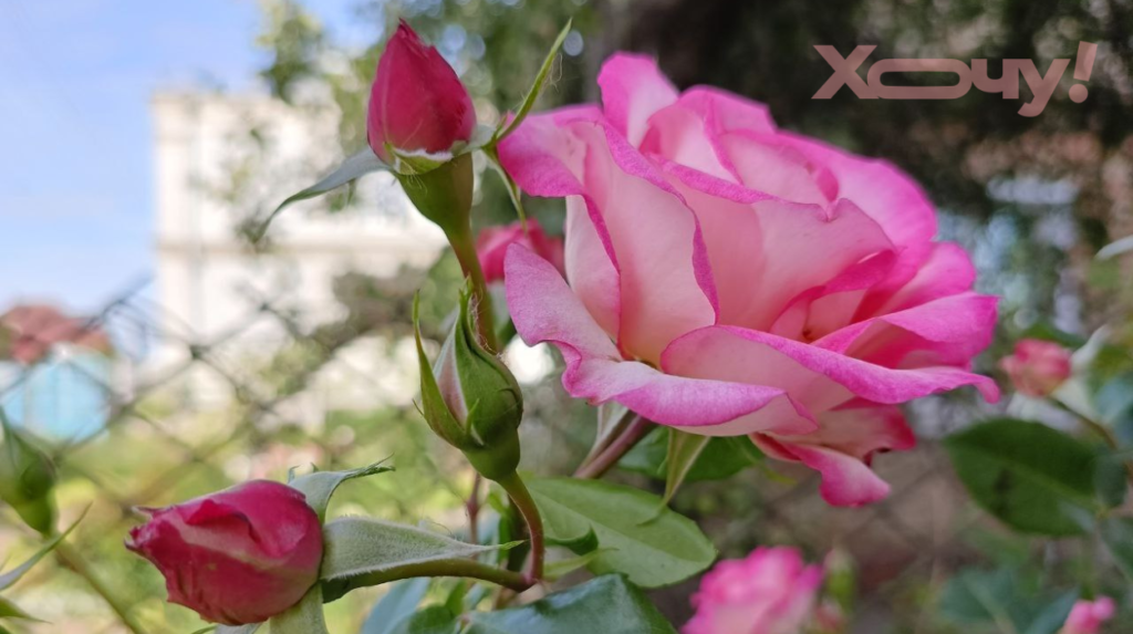 Успейте дать розам это удобрение: как подкормить привередливых красавиц