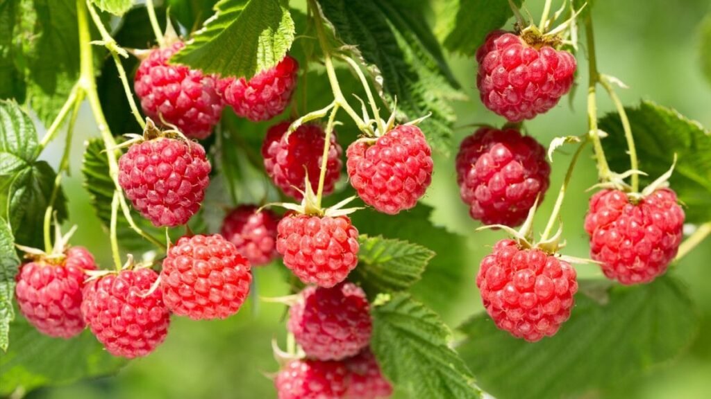 Обязательно сделайте это перед цветением малины: секрет крупных и сочных ягод