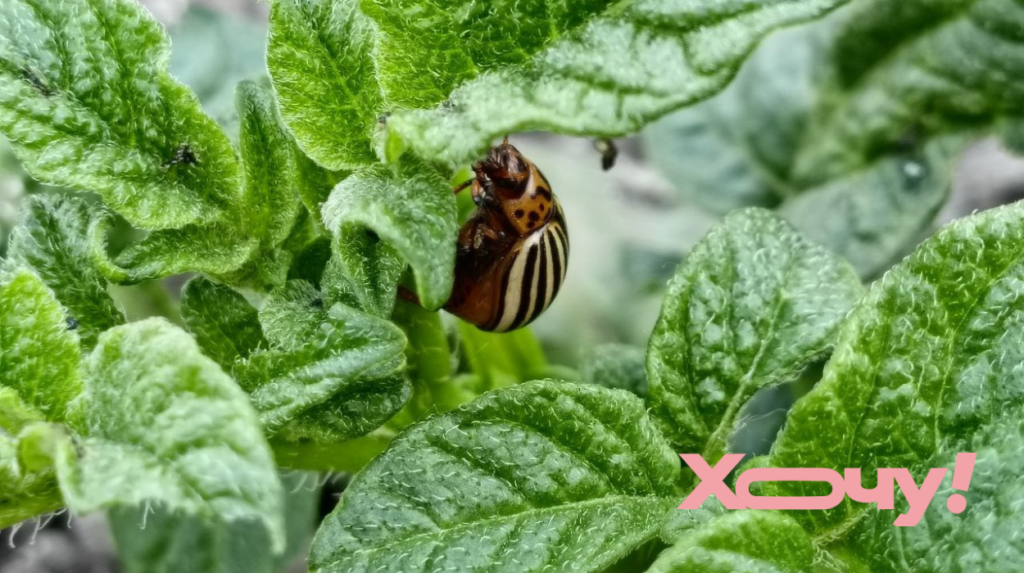 Посыпьте этим картофель — и колорадский жук будет обходить ваши кусты: способ без капли химии