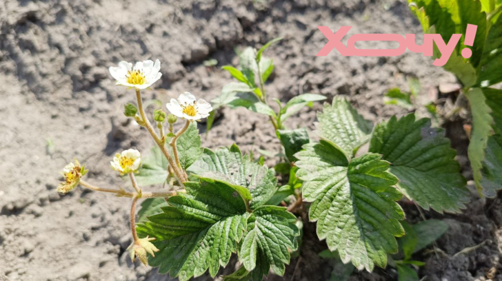 Если видите на клубнике бурые пятна: чем обработать, чтобы ягоды можно было есть