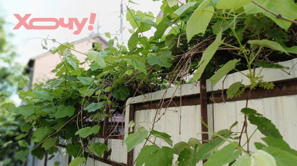 Успейте дать это винограду в июне: без этой обработки урожая не дождетесь