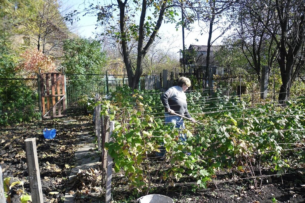 В какие дни сеять редис, а в какие — вырывать сорняки: календарь огородника на июль 2025