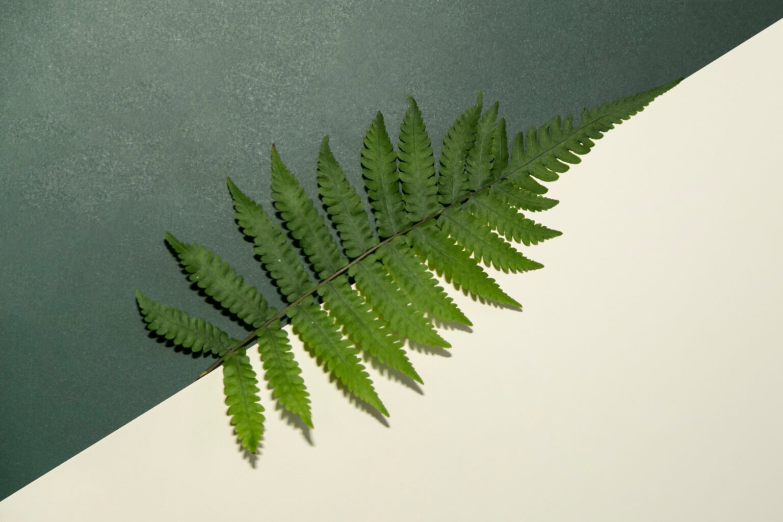 Приснился папоротник — вот к чему это знамение, толкование по дням недели