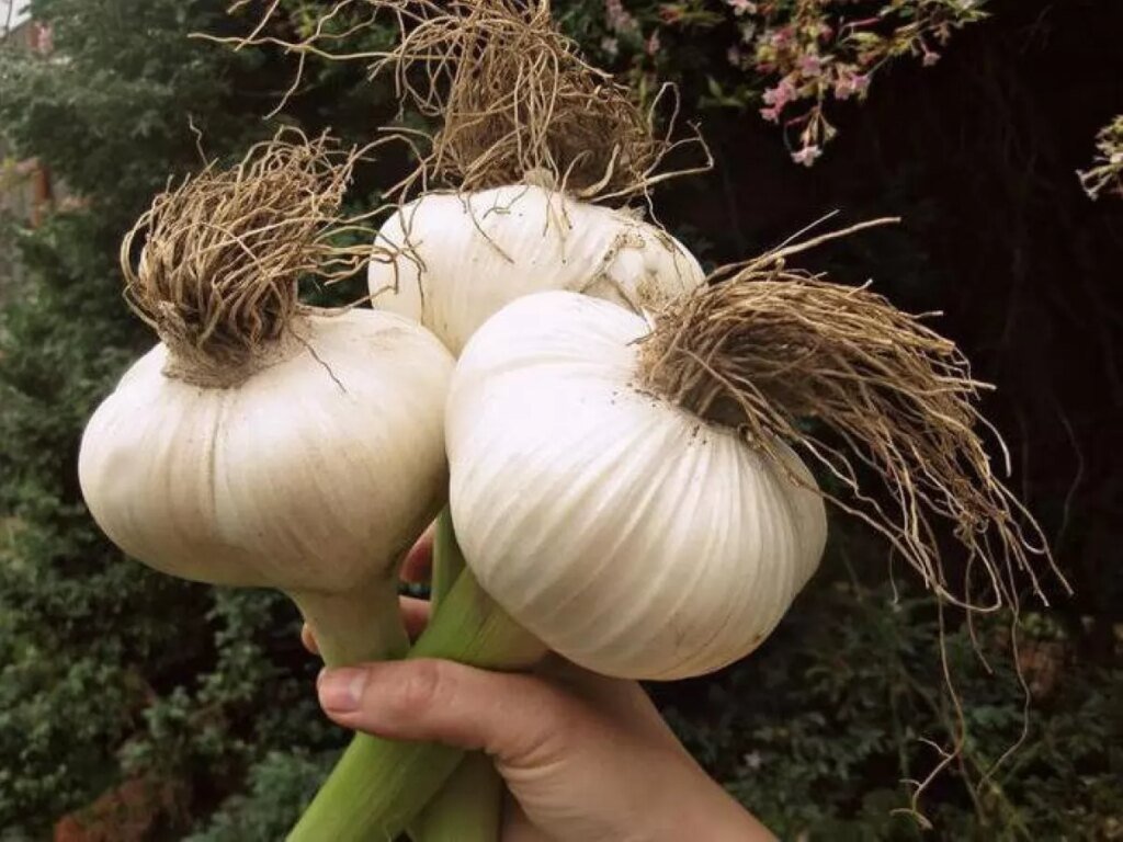 В холодильник или нет: куда положить молодой чеснок, чтобы хранился долго