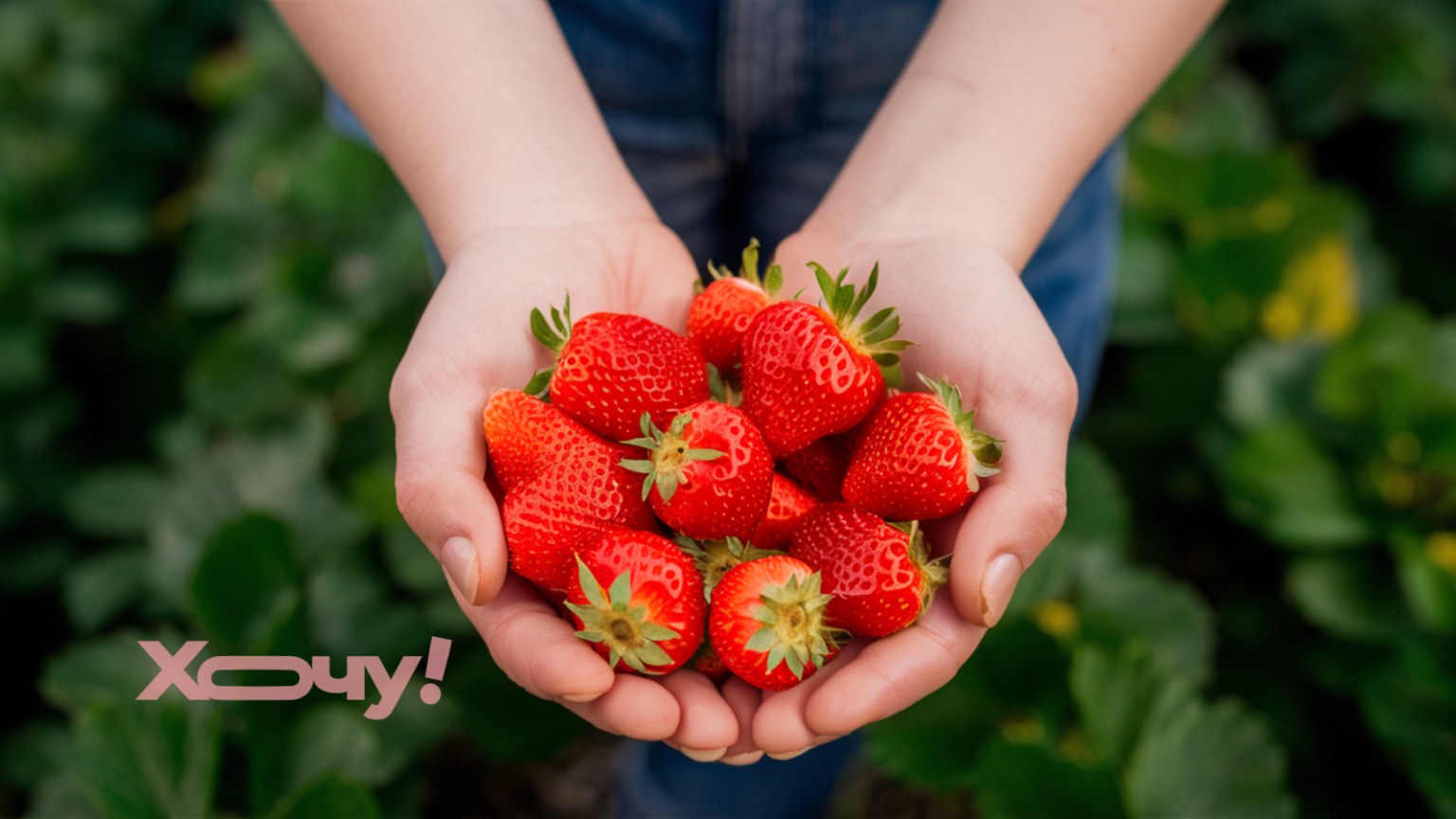 Чем полить клубнику, чтобы ягоды были огромными и сладкими: вам нужен один элемент (ВИДЕО)