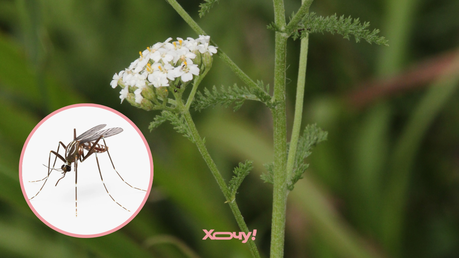 Бесплатное средство от комаров растет под каждым кустом: как отогнать наглых вампиров