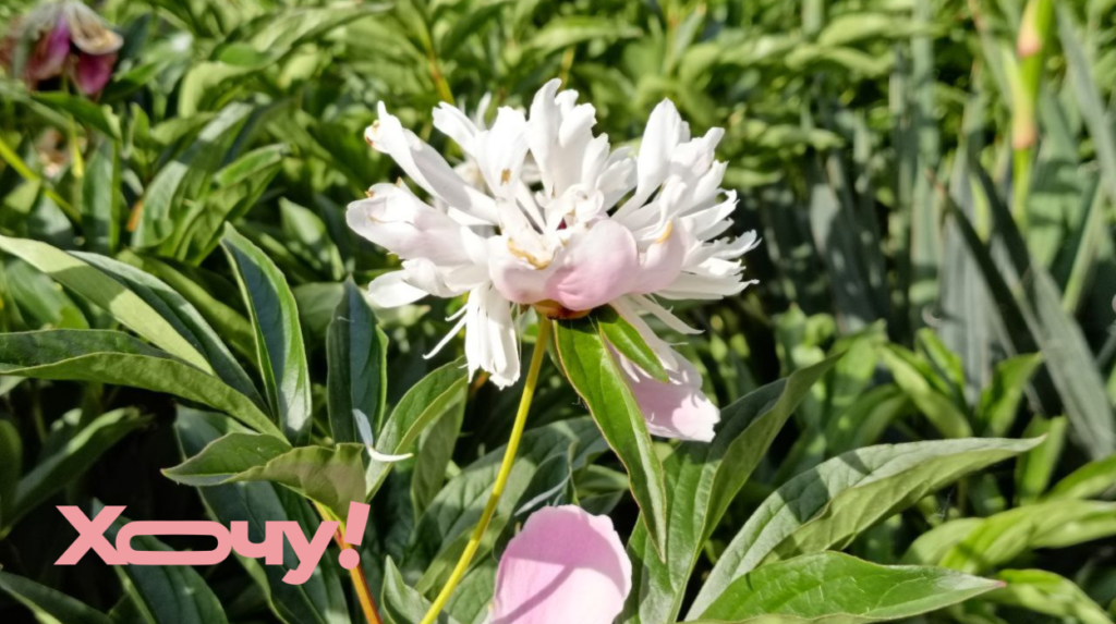 Обязательно сделайте это, как только пионы отцветут: важное условие для долгих лет цветения