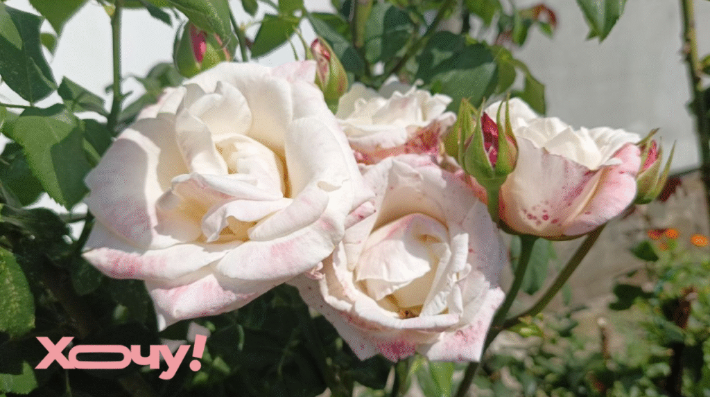 Почему роза не цветет: 5 причин, почему у вас несколько нищих бутонов вместо цветущего куста