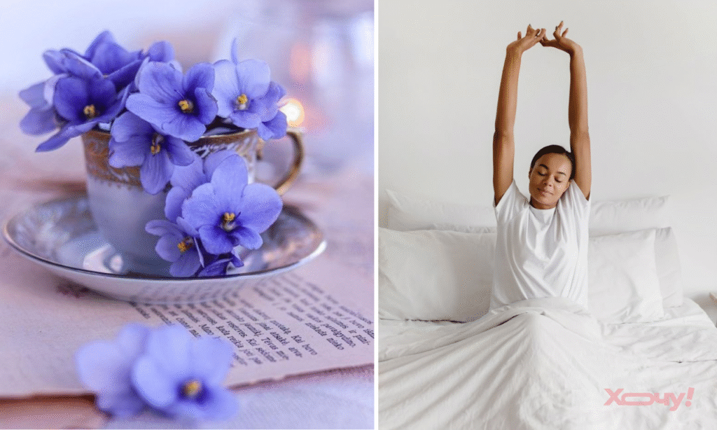 Сон о фиалках: радость или упущенные возможности?