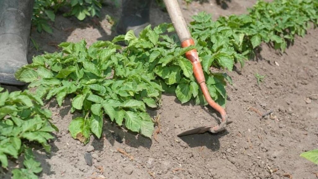 Успейте в июле сделать эти четыре вещи с картофелем: залог богатого урожая