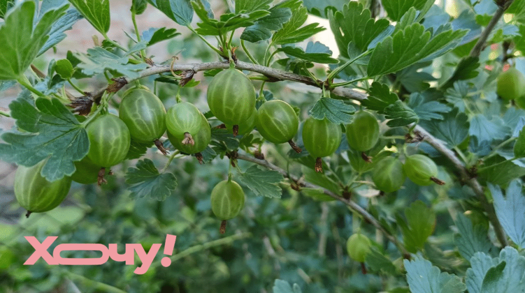 С этого куста мучнистая роса «переползет» на все остальные: какое растение обрабатывать первым