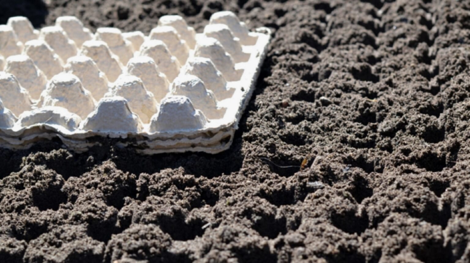 Умные дачники собирают этот «мусор» из кухни круглый год: как использовать на огороде лотки из-под яиц