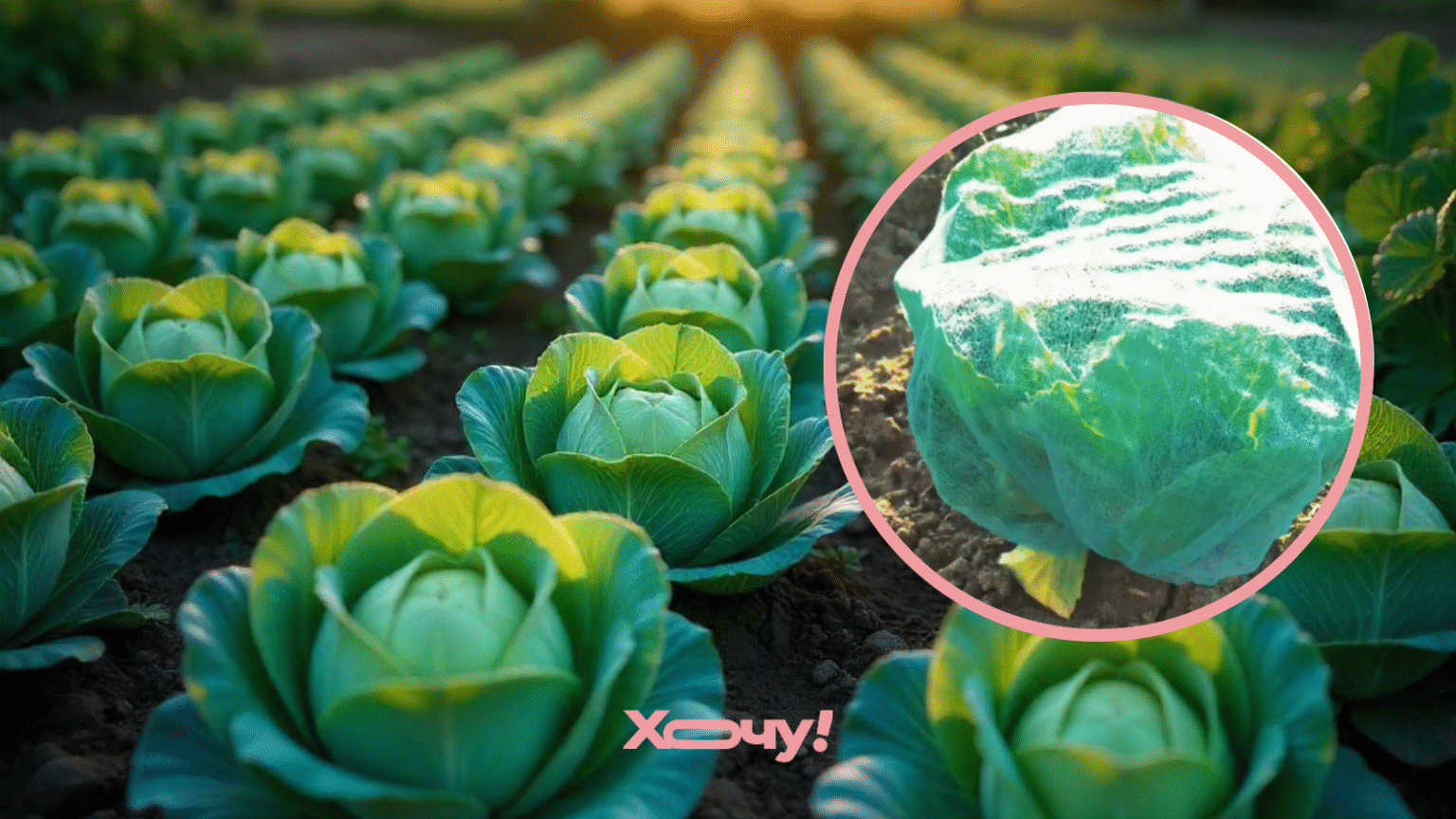Дайте капусте “шапочку”: самый простой лайфхак от белокрылки, который работает на 100% (ВИДЕО)