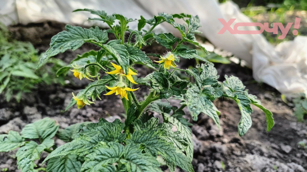 Ваши помидоры не вянут? Вот почему они сбрасывают бутоны и что делать