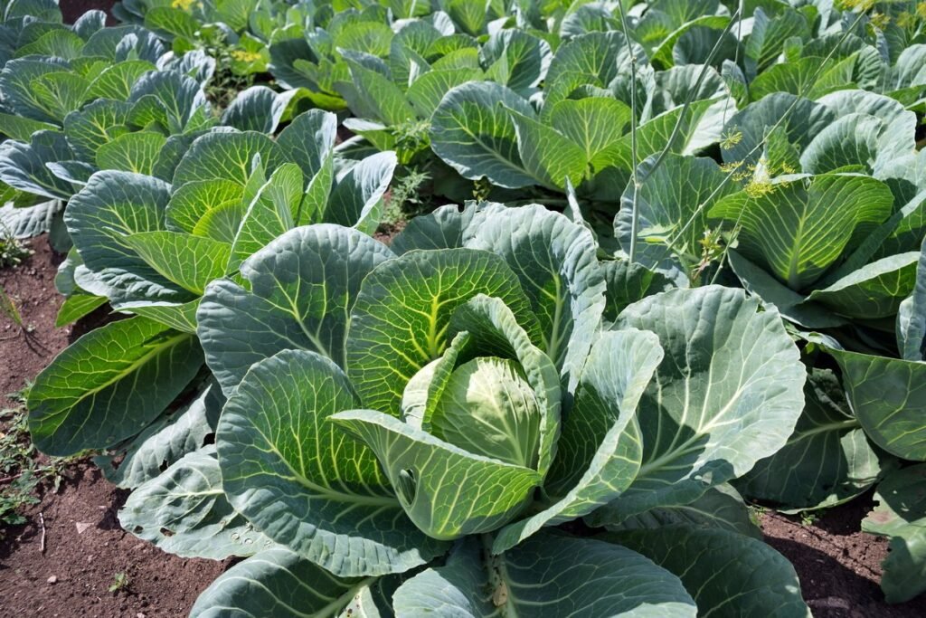 Этот сорняк обеспечит вам королевский урожай капусты: никогда не выбрасывайте его