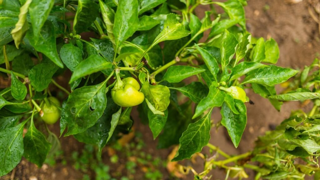 Как собрать перец, чтобы он месяцами оставался свежим: лайфхак продвинутых дачников