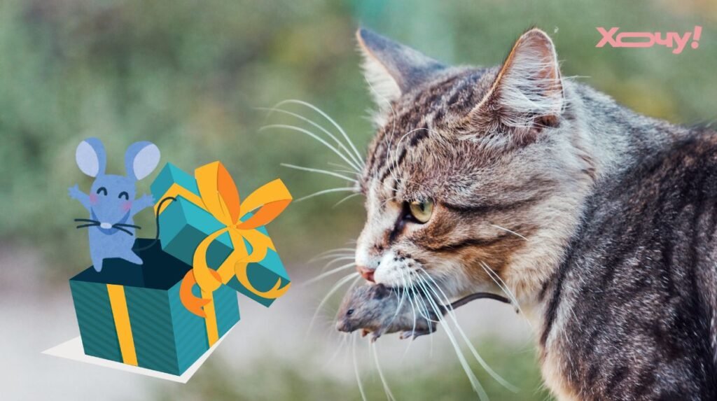 Ваша кошка приносит мертвых мышей? Вот почему она это делает и как правильно реагировать