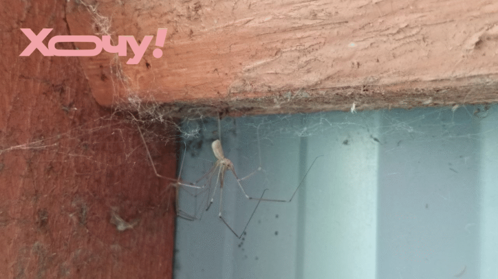 Это средство из вашей кухни прогонит пауков прочь: убегают со всех лапок