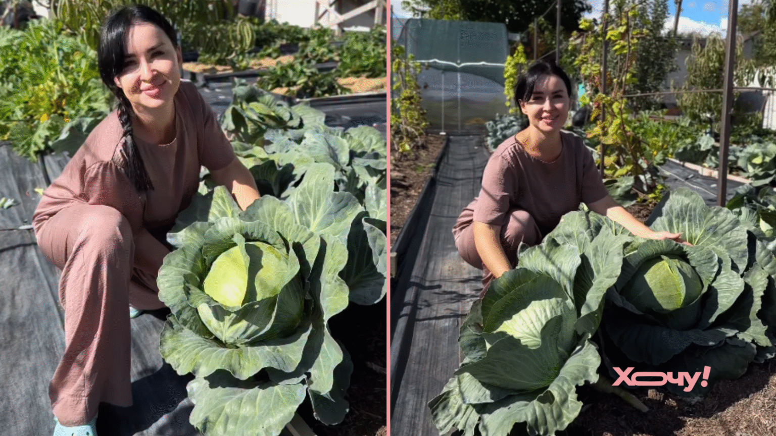 Блогерша показала урожай гигантской капусты: 4 секрета выращивания