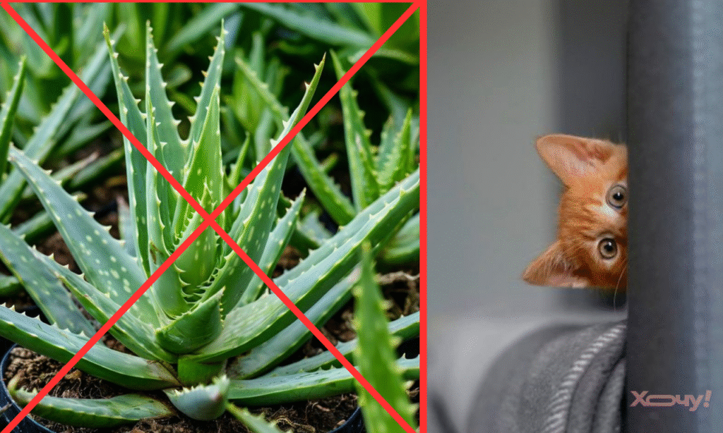 Без алоэ, но — с котом? ТОП-11 ядовитых растений для котов, о которых вы могли не знать