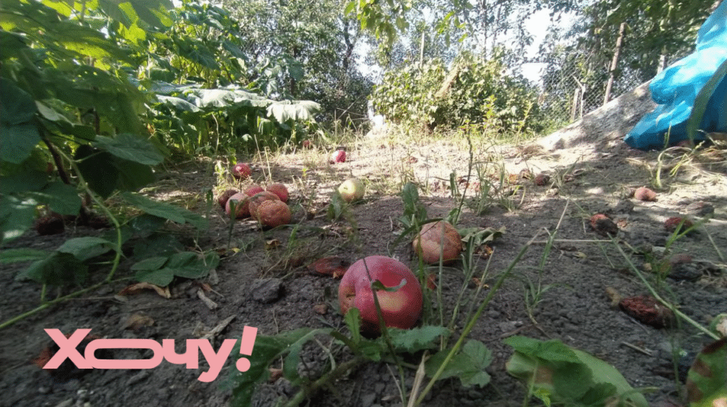 Самая большая ошибка дачника: что ни в коем случае нельзя оставлять под деревьями