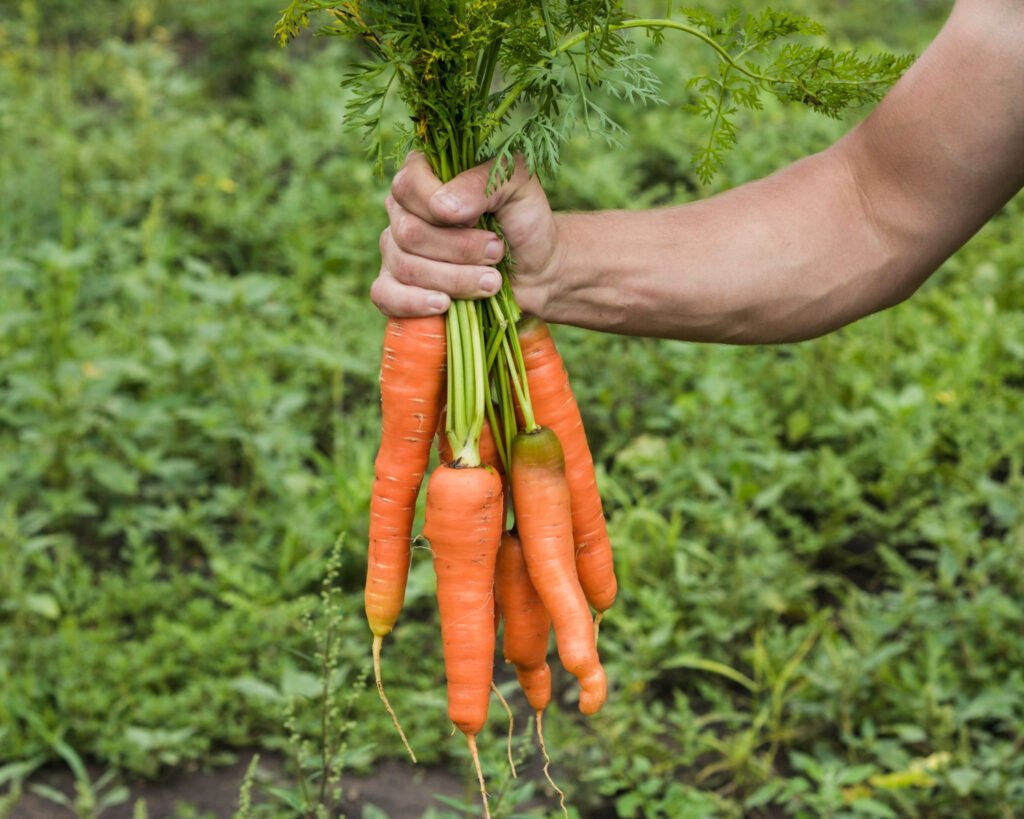 Назван единственный день в сентябре, когда нельзя копать морковь