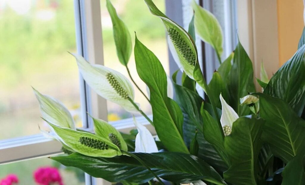 На зиму переставьте «женское счастье» в это место — и оно зацветет: идеальная точка в доме