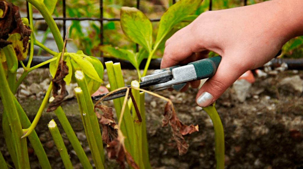 Сделайте это – цветения не увидите: какие цветы запрещено обрезать осенью