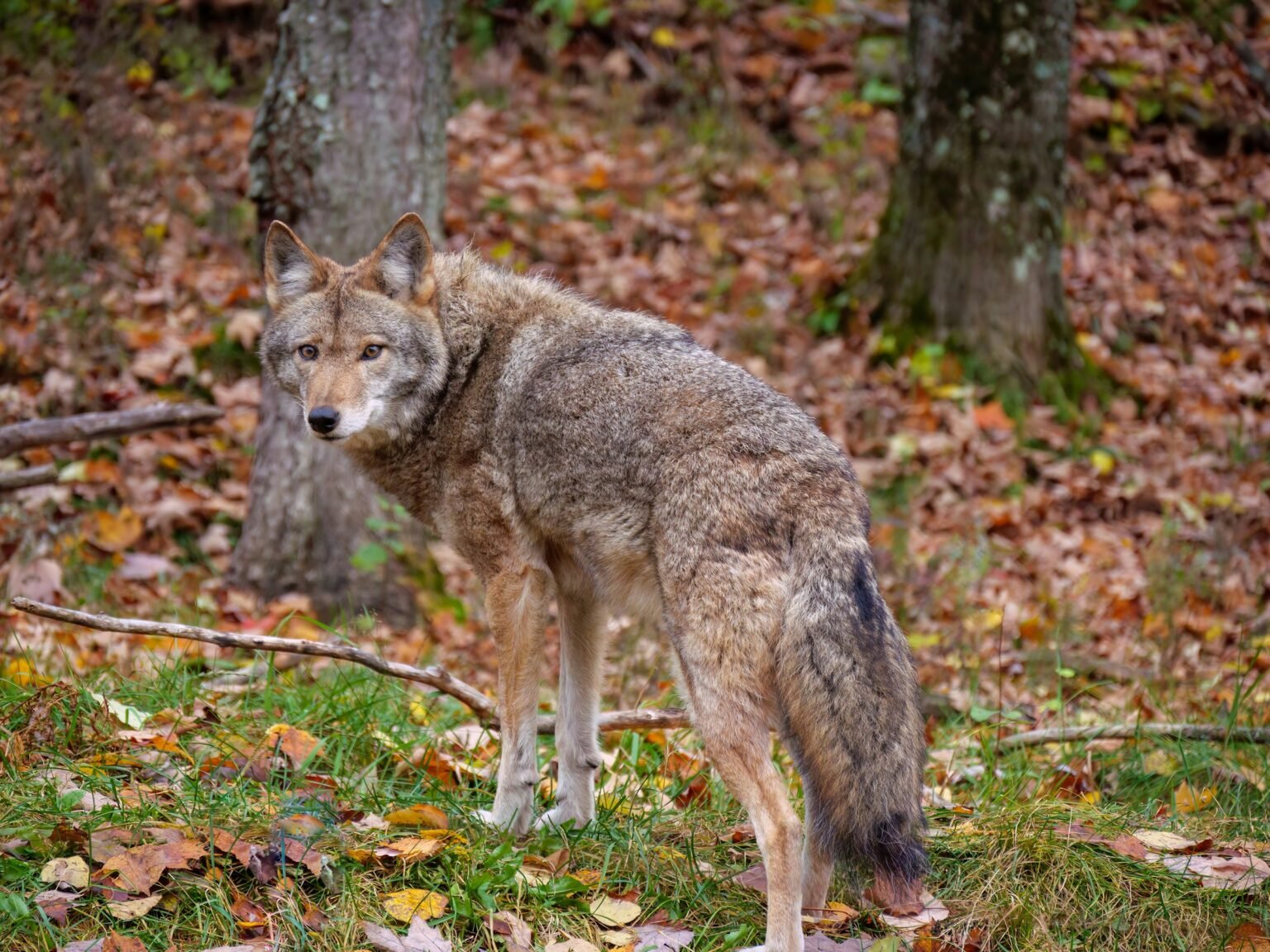 Волки и лисы — не «санитары леса»: почему эти хищники могут быть опасны