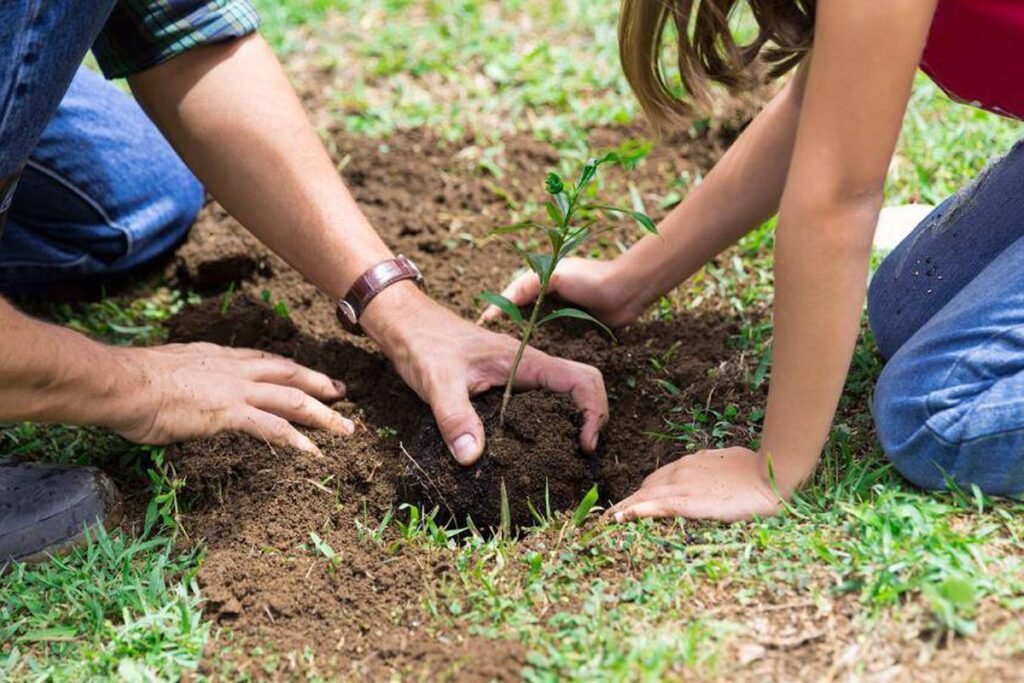 Обязательно высадите эти растения в ноябре 2025 года: пока земля теплая