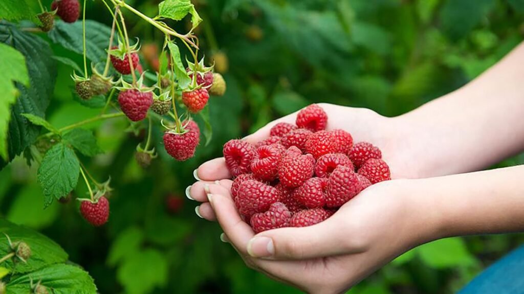 Сделайте это с малиной сейчас, если видите зеленые ягоды: крутой лайфхак