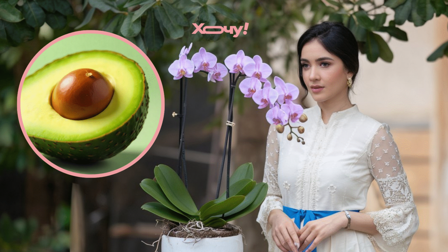 Умные цветоводы никогда не выбрасывают косточки от авокадо: это настоящее сокровище для орхидеи