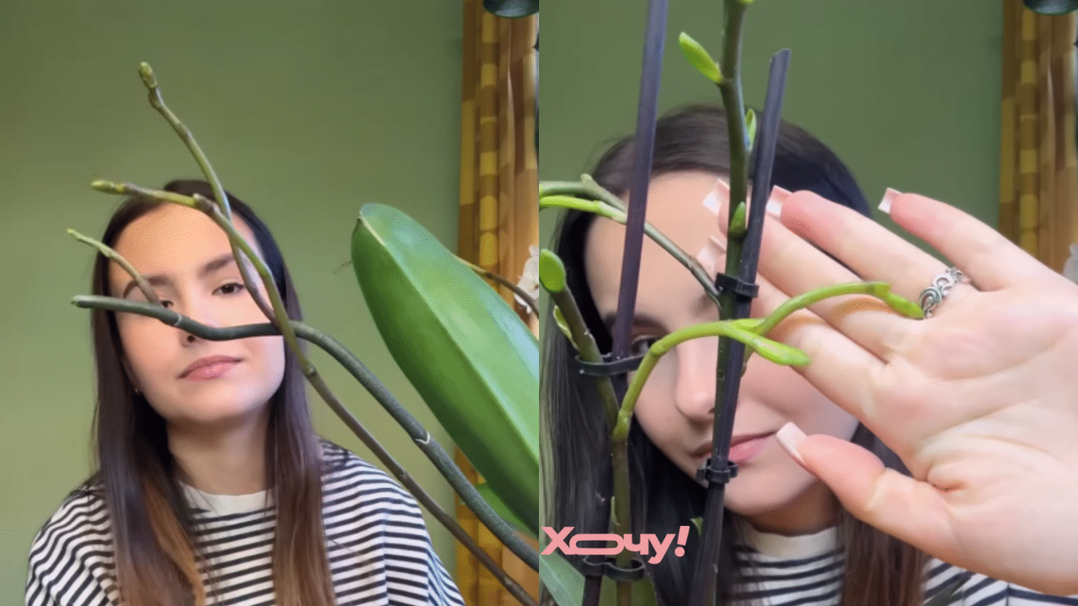 Никогда не обрезайте это у орхидеи: флористка раскрыла секрет вдвое более пышного цветения (ВИДЕО)