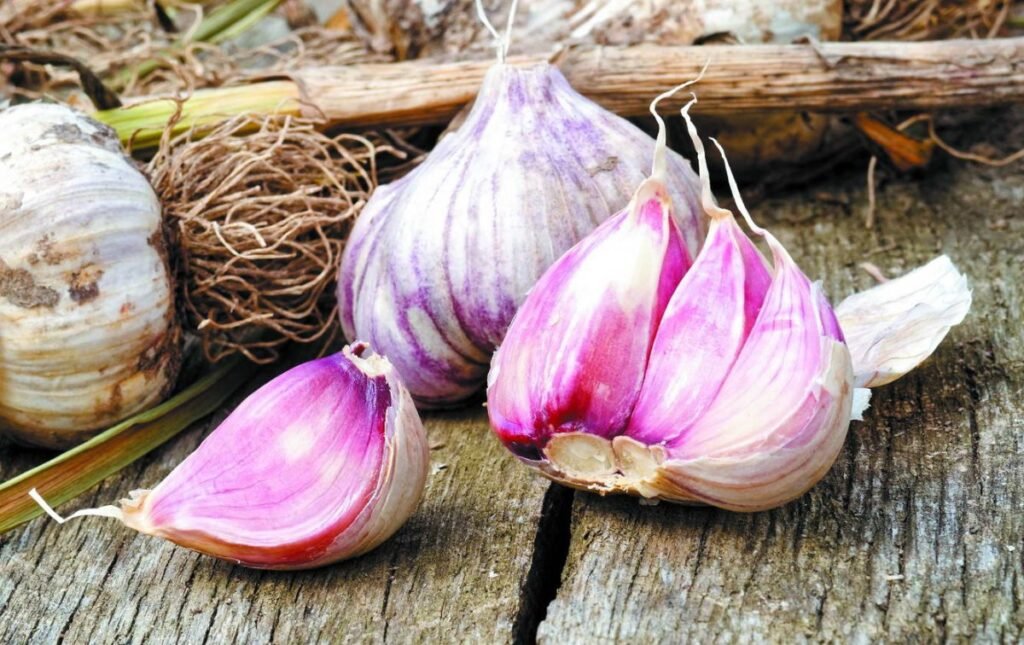 Подойдет одно место: фермеры рассказали, как хранят чеснок до весны