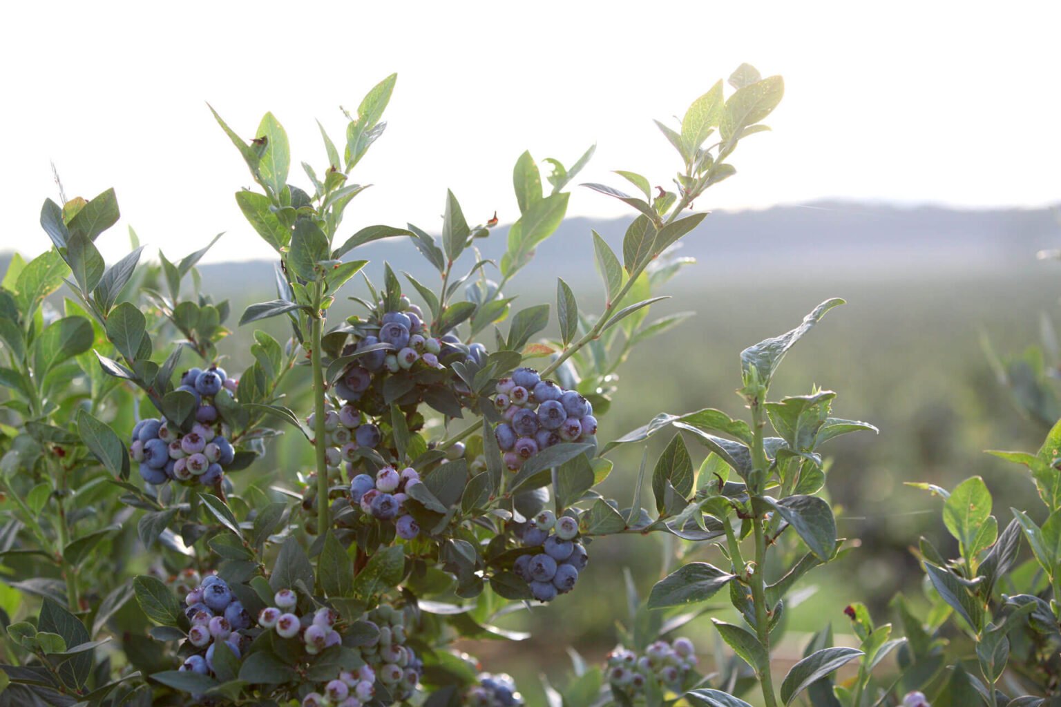 Рассыпьте это под кустом сейчас, чтобы иметь шикарный урожай: как подкормить лохину в декабре