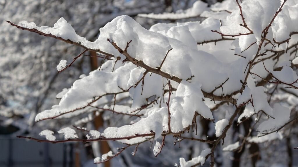 «Утеплите ноги» дереву и дайте ему «шубу»: обязательно сделайте это с саженцами до морозов
