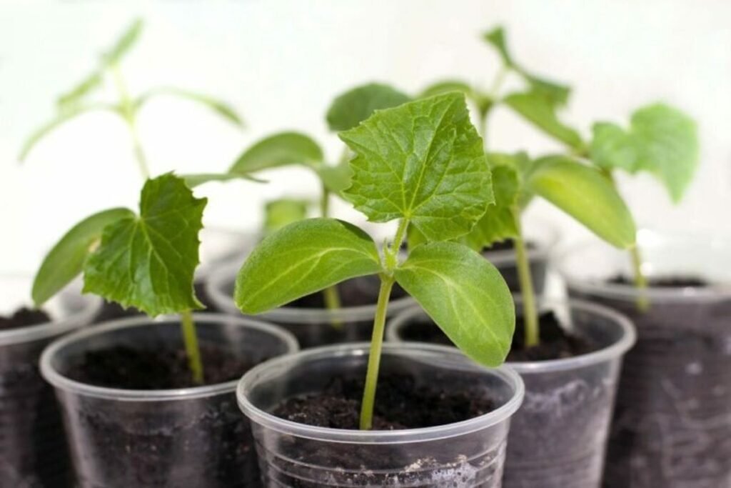 Сделайте так – и будете хрустеть свежими огурцами, пока соседи пересаживают рассаду