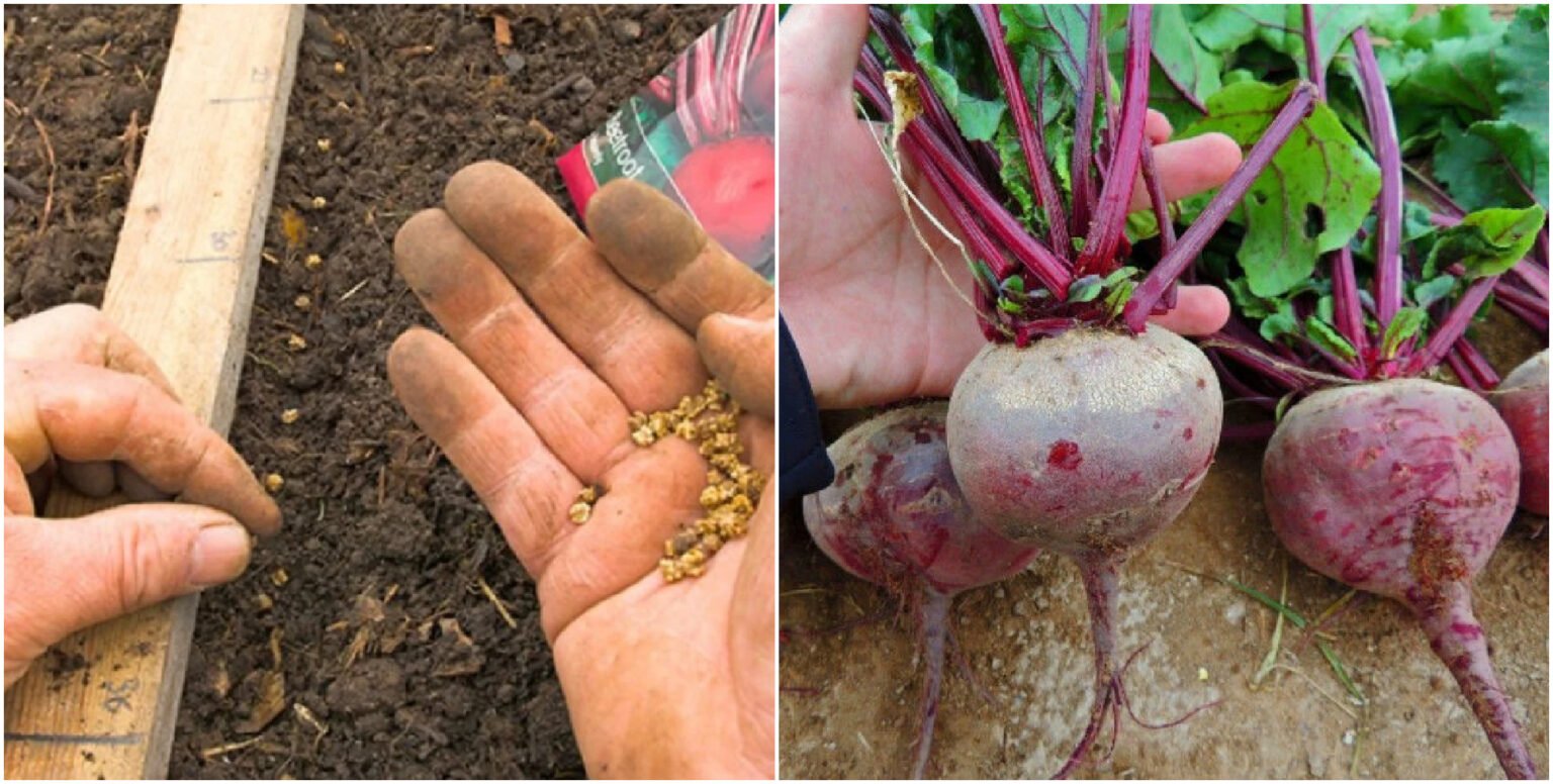 В марте осталось всего 5 дней, чтобы посеять свеклу: лучшие даты