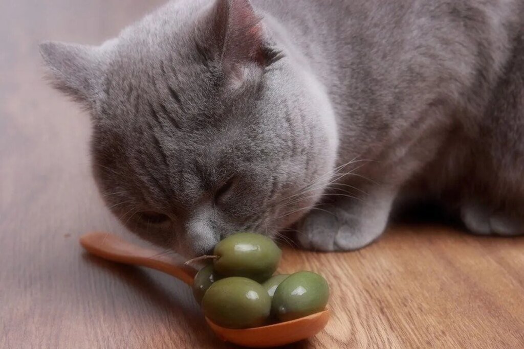 От этого вкуса просто с ума сходят: почему кошки так любят оливки