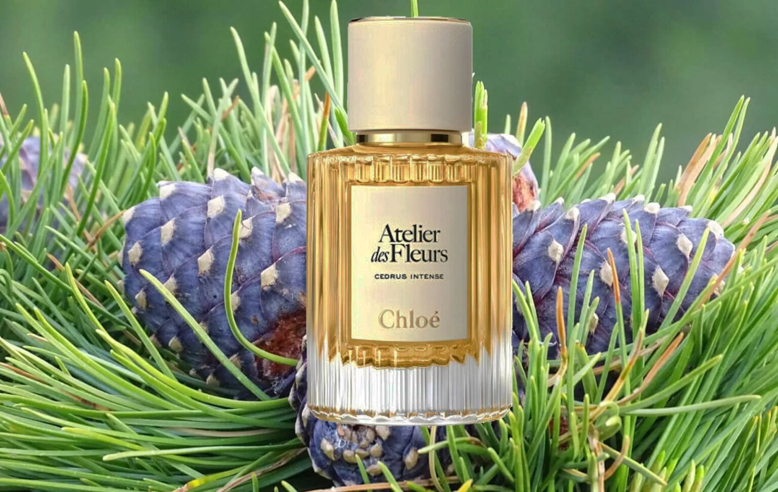 Магия дикого леса в каждой капле: новый аромат Chloé Cedrus, завоевывающий сердца женщин в 2026 году (ФОТО)